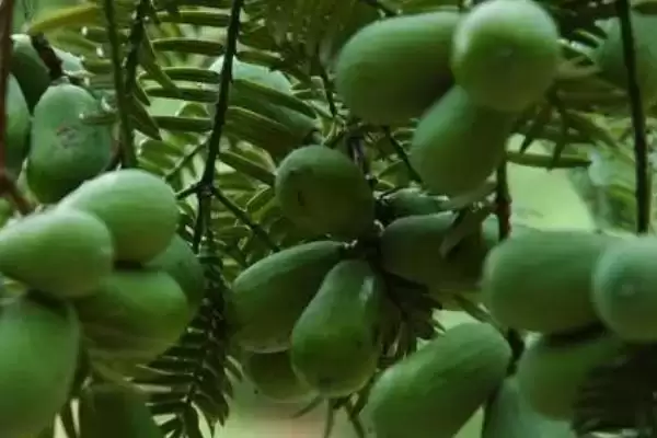 图片[2]-香榧子是啥树果实，香榧树有何特点？-会东网