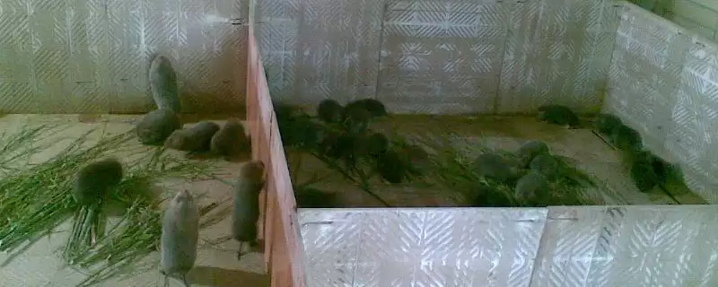 竹鼠引种到场注意事,为何先注意温度?-会东网
