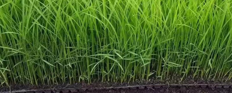 悦两优3189水稻品种秧田亩播种量10千克?-会东网
