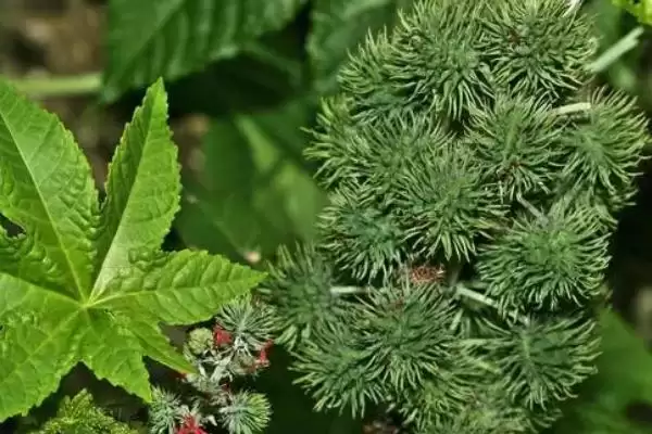 图片[4]-种植蓖麻的要点，出苗到开花中耕几次？-会东网