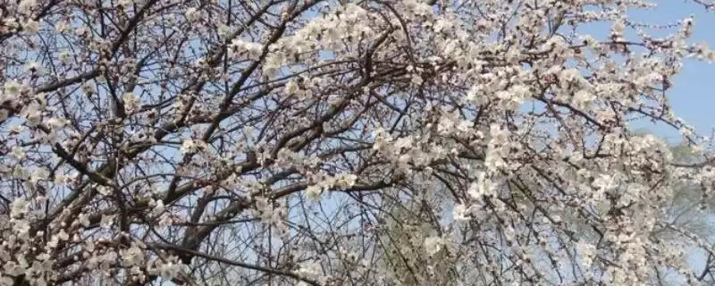 杏树十月开花咋回事,管理不善有何影响?-会东网