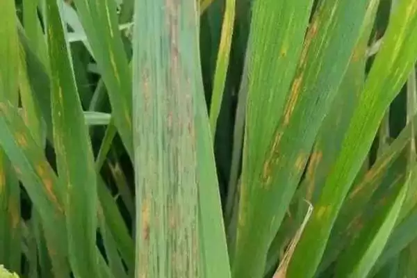 图片[2]-水稻遭受药害的症状(水稻遭受药害会有斑点、畸形等症状)-会东网