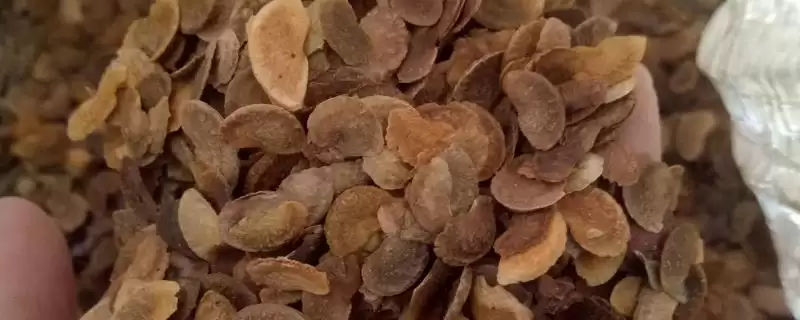 如何挑选木荷种子(挑选木荷种子要用颗粒饱满的良种)-会东网