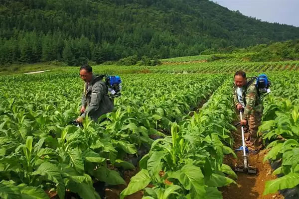 图片[7]-烟草的种植方式，播种前晒种何作用？-会东网