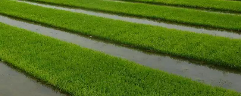亿源3水稻品种情况，属哪种类型水稻品种？-会东网