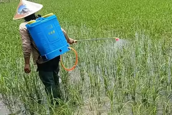 图片[3]-水稻进入齐穗期什么时候打药好(水稻齐穗期打药在上午10点前下午3点后)-会东网