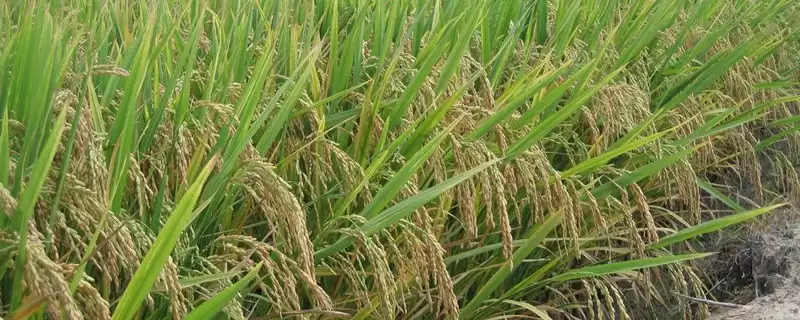 雨两优1033水稻种子5月中下旬播种合适吗?-会东网