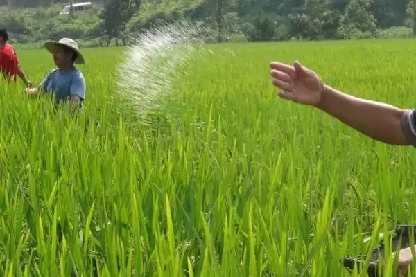 图片[3]-水稻对肥料的需求特点(水稻需控施氮肥、重视施用磷钾肥)-会东网