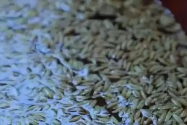 图片[4]-水稻的浸种催芽方法(水稻浸种催芽装编织袋用温水浸泡)-会东网