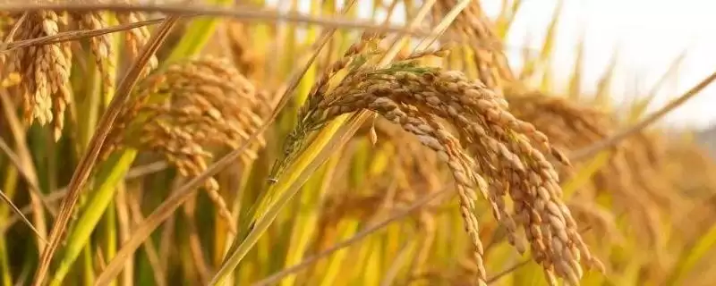 荃优雅占水稻种简介(荃优雅占水稻种秧田播种量每亩12公斤)-会东网