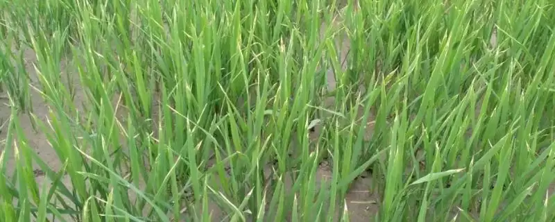 水稻心叶卷曲的原因(水稻心叶卷曲可能是立枯病导致的)-会东网
