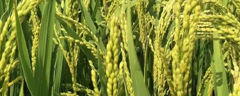 泰优祥占水稻种简介(泰优祥占为籼型三系杂交晚稻中熟品种)-会东网