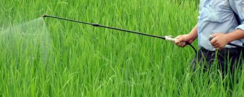 水稻进入齐穗期什么时候打药好(水稻齐穗期打药在上午10点前下午3点后)-会东网