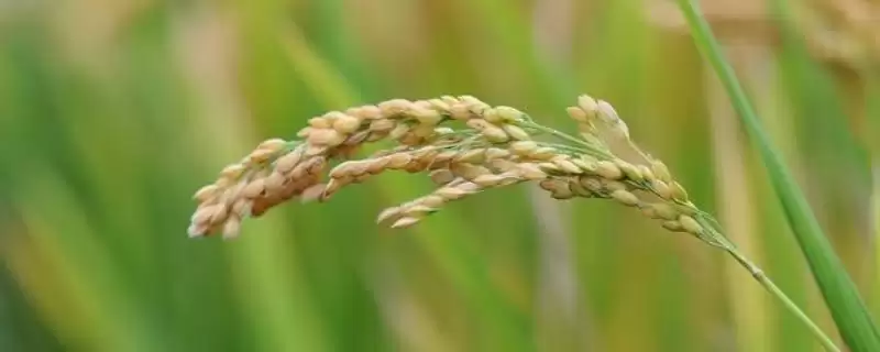 信粳1787水稻种子特性,药剂浸种何作用?-会东网