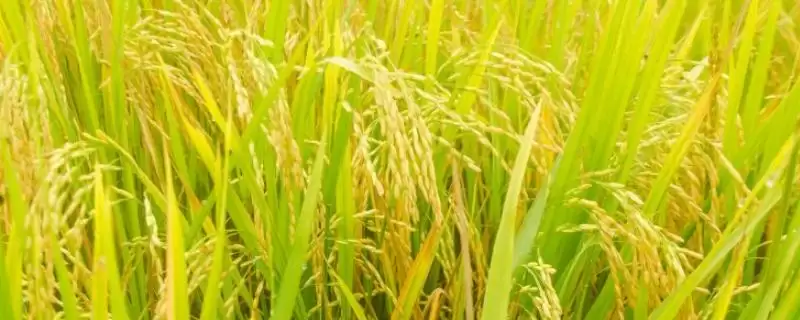 可香优裕丝有效穗数多少？19.1万穗，预估产量-会东网