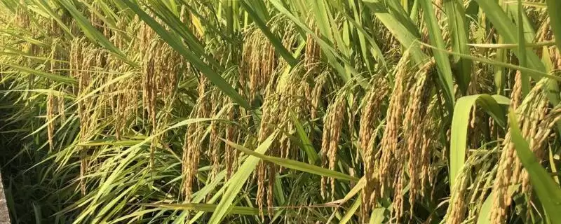 研究籼型杂交水稻意义，咋解决粮少问题？-会东网