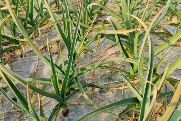 图片[2]-植物自制农药的常用方法有哪6种呢？-会东网