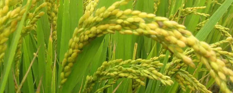浙禾香2号水稻种子是粳型常规水稻品种？-会东网