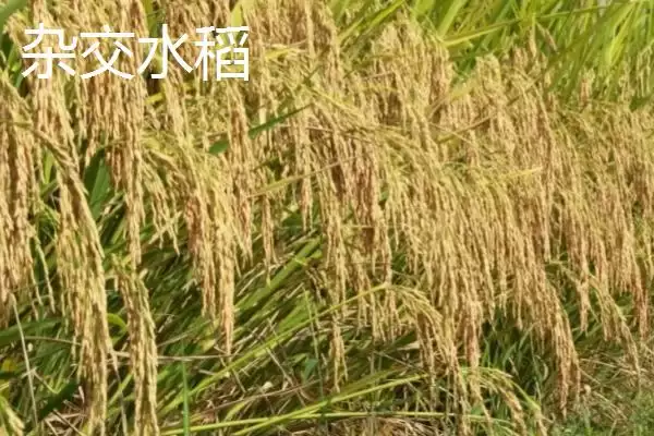 图片[2]-杂交水稻和普通水稻外稃等有何不同？-会东网