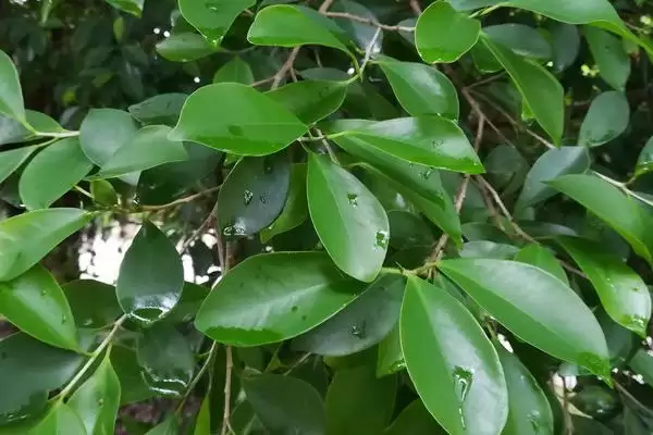 图片[2]-榕树叶子发黑掉叶子怎么办(榕树叶子发黑掉叶需控制好浇水量)-会东网