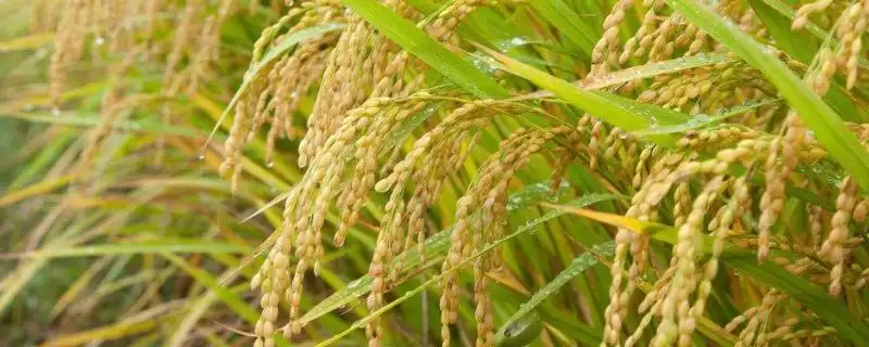 皖稻191号水稻品种情况,两病如何防治?-会东网
