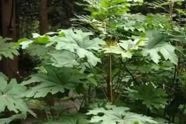 图片[3]-通草的适宜种植法，条播有何优势呢？-会东网