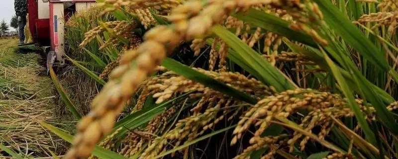 岳优华占水稻种子6月20～25日播种合适？-会东网