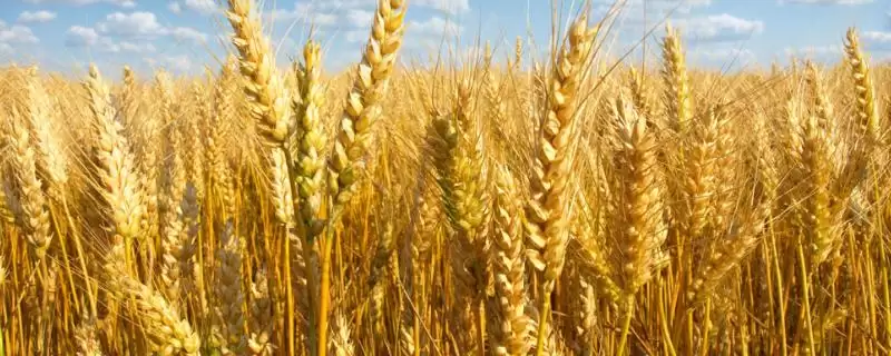 中组237水稻种子情况，该品种株高啥程度？-会东网