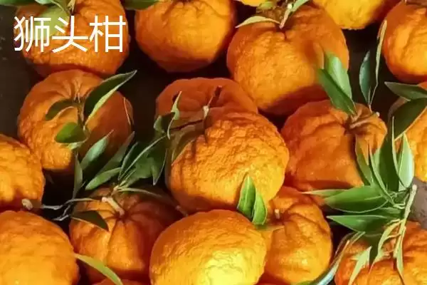 图片[2]-狮头柑和丑橘的区别(狮头柑和丑橘在品种、别称、外观不同)-会东网