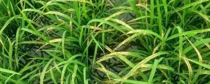 水稻遭受药害的症状(水稻遭受药害会有斑点、畸形等症状)-会东网