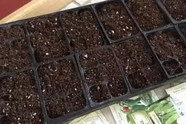 图片[10]-什么是花木扦插常用的基质(花木扦插常用基质有泥炭土等几种)-会东网
