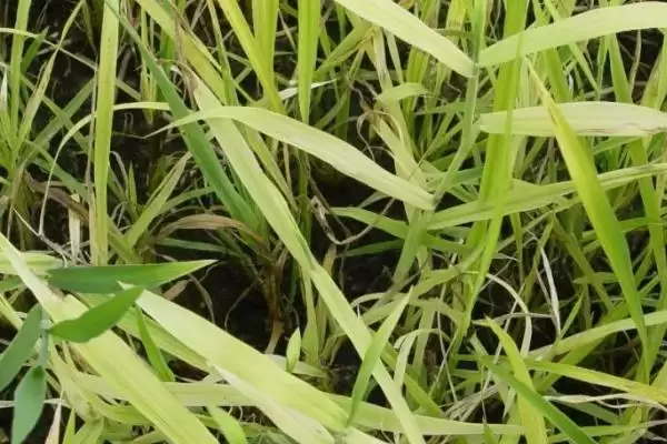 图片[2]-水稻药害的症状及防治方法(水稻药害分急性和慢性及防治方法)-会东网