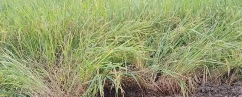 倒伏水稻排干水分、扶正稻株才能收割?-会东网