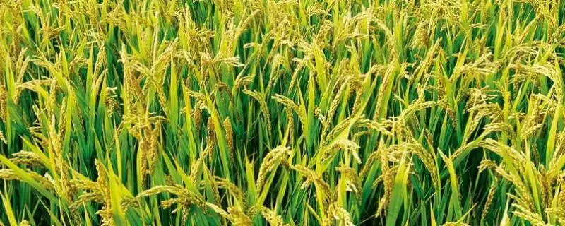 甜香优3115水稻种情况,属何种杂交籼稻?-会东网
