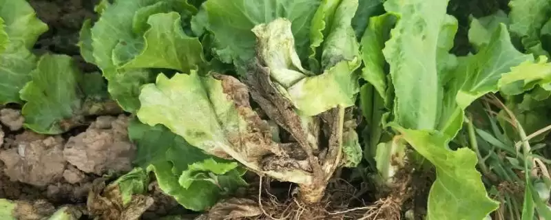 生菜灰霉病的综合防治方法(生菜灰霉病可与禾本科作物轮作防治)-会东网