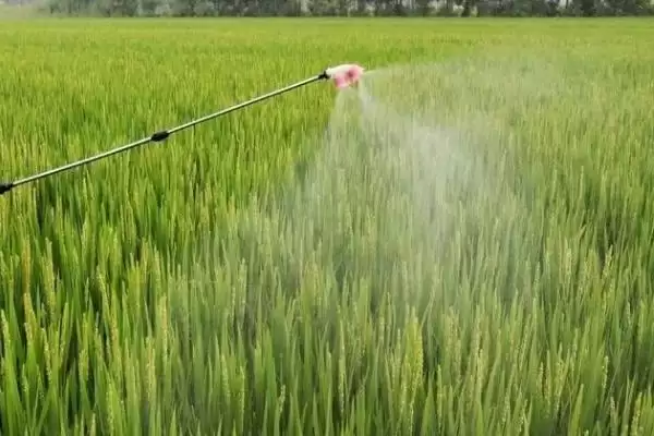 图片[5]-水稻对肥料的需求特点(水稻需控施氮肥、重视施用磷钾肥)-会东网