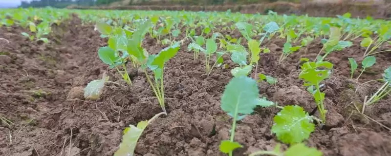 油菜移植栽培方法怎样坚持因地制宜呢?-会东网
