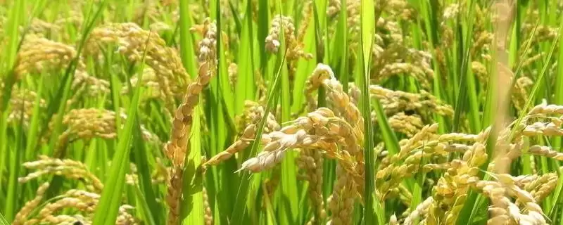 欣荣优2498水稻品种特性，每亩纯氮用量？-会东网