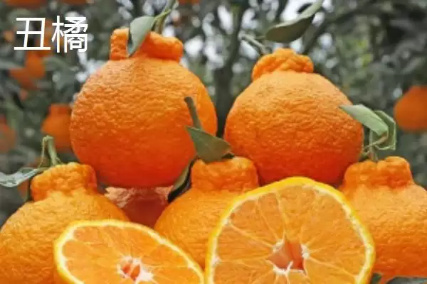 图片[3]-狮头柑和丑橘的区别(狮头柑和丑橘在品种、别称、外观不同)-会东网