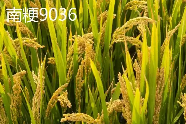 图片[8]-适合江苏种植的高产水稻品种(适合江苏种植的高产水稻品种有7种)-会东网