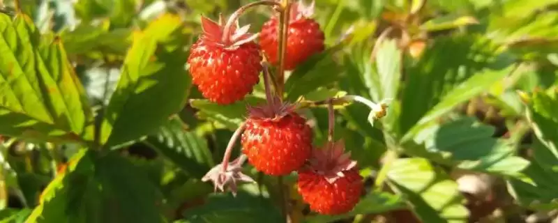 野草莓种植管理法，中耕施肥有何作用？-会东网