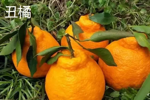 图片[7]-狮头柑和丑橘的区别(狮头柑和丑橘在品种、别称、外观不同)-会东网