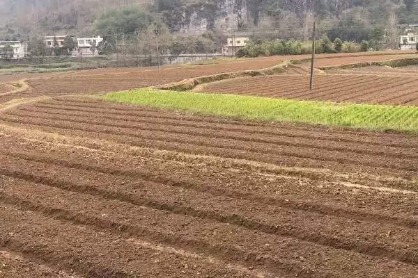 图片[4]-如何挑选木荷种子(挑选木荷种子要用颗粒饱满的良种)-会东网
