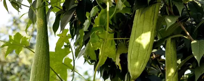 丝瓜怎么种植才能高产(丝瓜种植搭半圆形棚架促立体生长高产)-会东网
