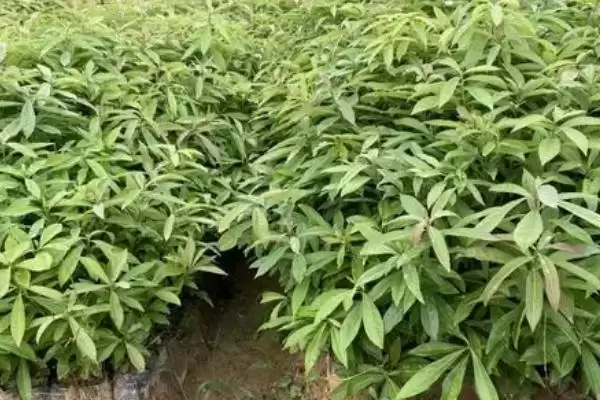 图片[5]-如何挑选木荷种子(挑选木荷种子要用颗粒饱满的良种)-会东网