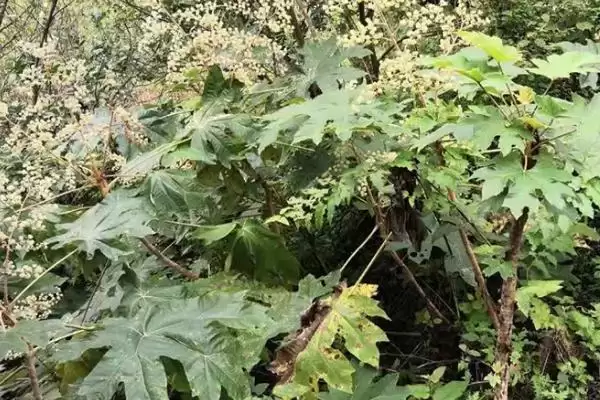 图片[4]-通草的适宜种植法，条播有何优势呢？-会东网