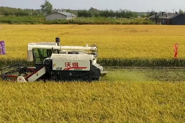 图片[2]-水稻的收割时间(水稻的收割时间在各地存在一定区别)-会东网