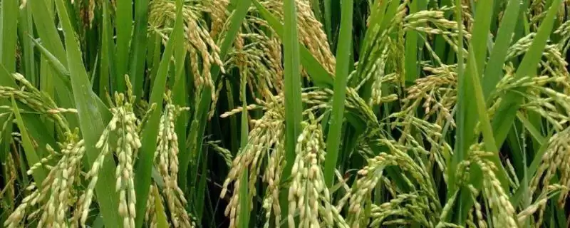 闻香优2833水稻种子特性，生育期多少天？-会东网