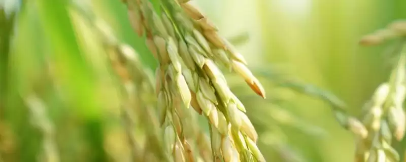 野香优糖丝水稻种子情况,全生育期多少天?-会东网