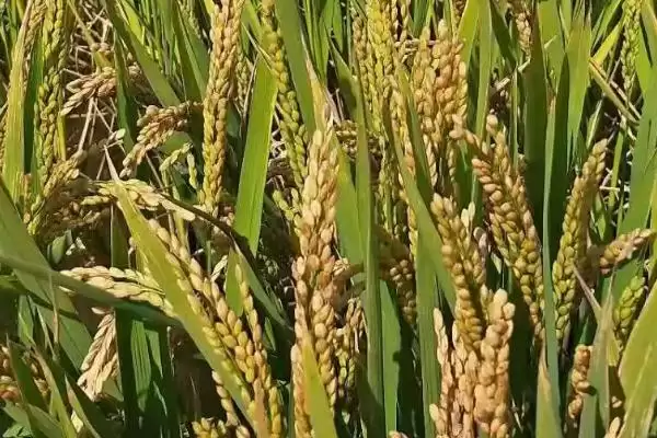 图片[3]-天两优0501水稻品种的特性(暂无天两优0501水稻更多特性介绍)-会东网